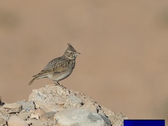 Galerida theklae ruficolor