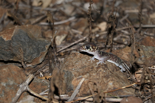 Barking Gecko, Underwoodisaurus milii