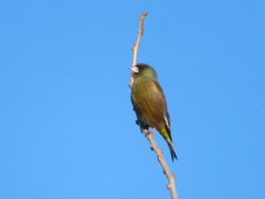 Chloris sinica