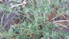Chenopodium opulifolium