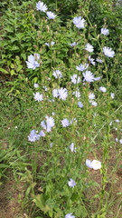 Cichorium endivia