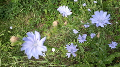 Cichorium endivia