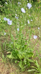 Cichorium endivia