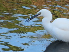 Egretta garzetta