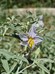 Solanum elaeagnifolium