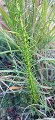 Selago albida