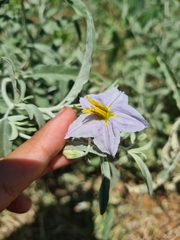 Solanum elaeagnifolium