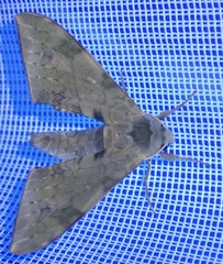 Chloroclanis virescens