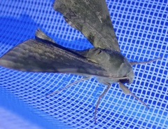 Chloroclanis virescens