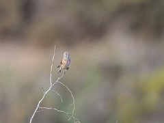 Linaria cannabina cannabina