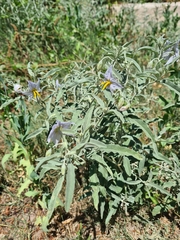 Solanum elaeagnifolium