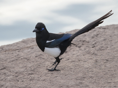 Pica mauritanica