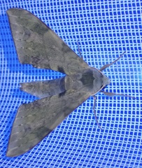 Chloroclanis virescens