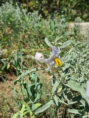 Solanum elaeagnifolium