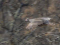 Alectoris barbara spatzi