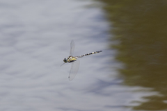 Hemicordulia superba