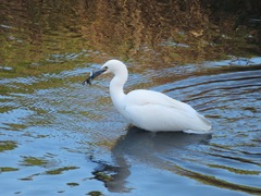Egretta garzetta