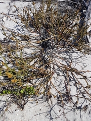 Thesium macrostachyum