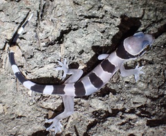 Hemidactylus fasciatus