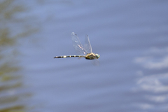 Hemicordulia superba