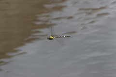 Hemicordulia superba