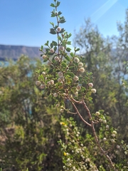 Larrea cuneifolia