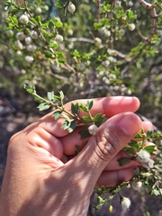 Larrea cuneifolia