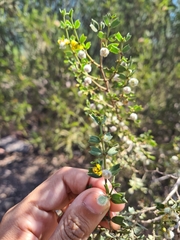 Larrea cuneifolia