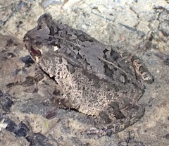 Sclerophrys togoensis