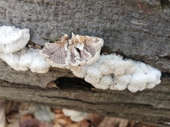 Schizophyllum commune