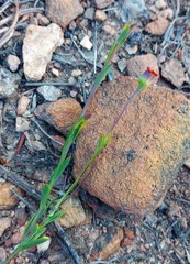 Othonna multicaulis