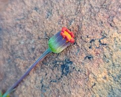 Othonna multicaulis