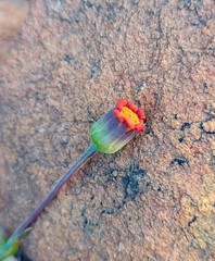 Othonna multicaulis