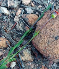 Othonna multicaulis