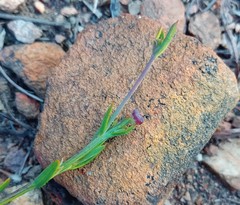 Othonna multicaulis