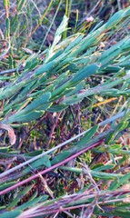 Othonna multicaulis