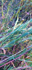 Othonna multicaulis