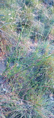Othonna multicaulis