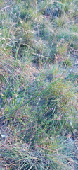 Othonna multicaulis