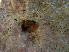 Serpula vermicularis