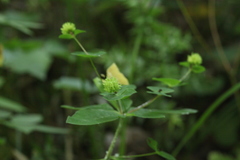 Euphorbia squamosa