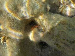 Serpula vermicularis