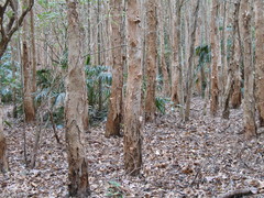 Melaleuca viridiflora