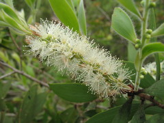 Melaleuca cajuputi