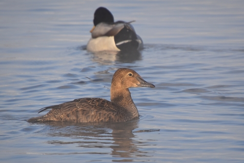 Éider real (Somateria spectabilis)