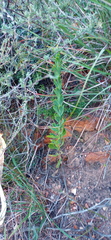Othonna multicaulis