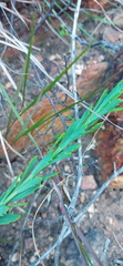 Othonna multicaulis
