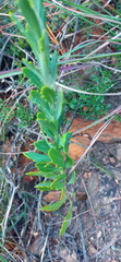 Othonna multicaulis