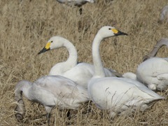Cygnus columbianus bewickii