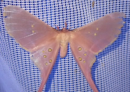 Eudaemonia argus (Eudaemonia argus)